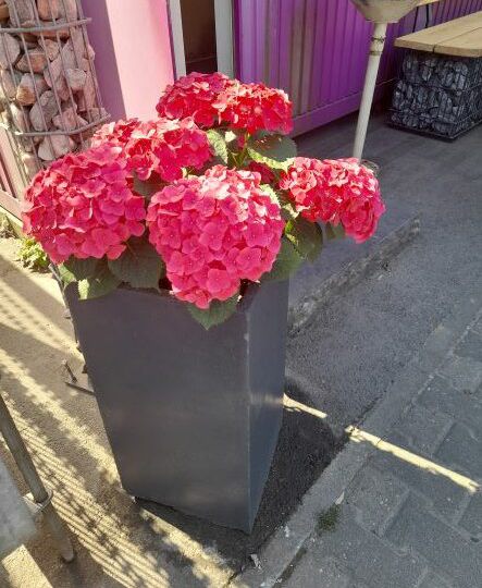 Hortensie2