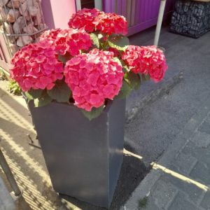 Hortensie2