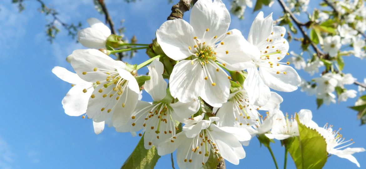 blossom-gcab2ad793_1920