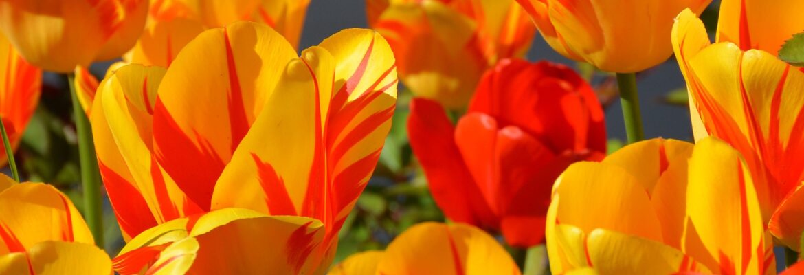 tulips-g84e0a82ec_1920-1170x400